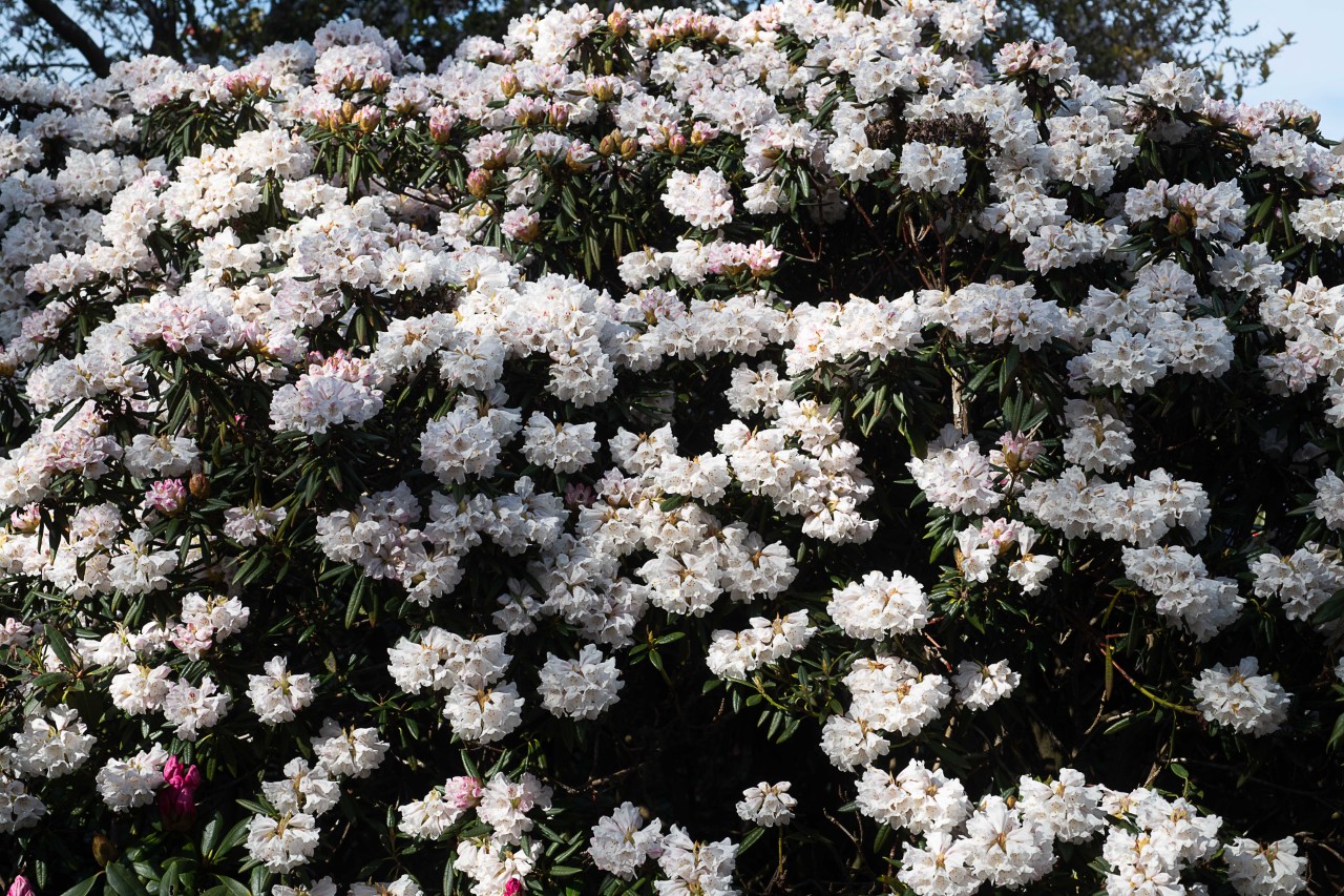 'Blewbury' AGM